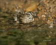 Sparrow;Lincolns-Sparrow;Texas;Southwest-USA;Bathing;Melospiza-lincolnii;one-ani